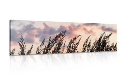 Obraz klásky dlhej trávy