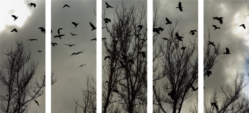 5-dielny obraz kŕdeľ vrán