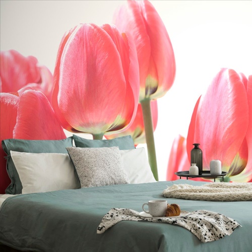 Samolepiaca fototapeta červené poľné tulipány