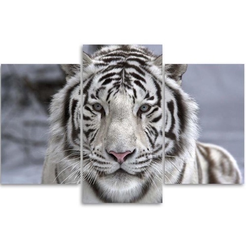 Obraz na plátně třídílný Tygr divoké zvíře černá bílá