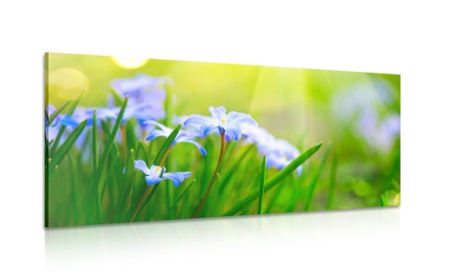 Obraz kvety na lúke v jarnom období