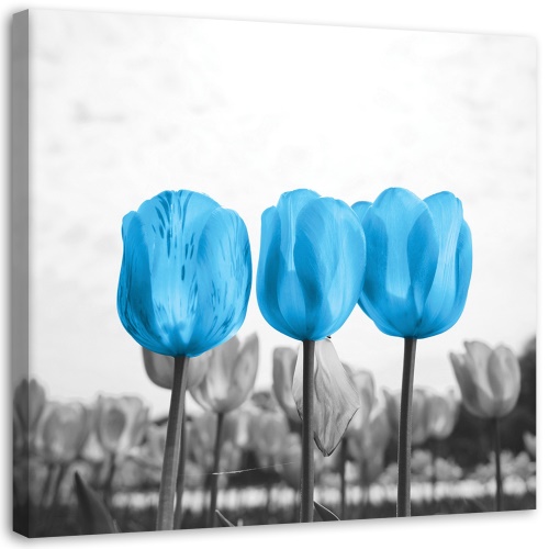 Obraz na plátně Květiny Tulipány Příroda Modrá