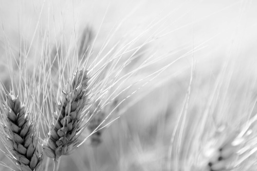 Obraz pšeničné pole v čiernobielom prevedení
