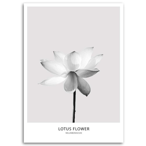 Obraz na plátně, Bílý lotosový květ Příroda