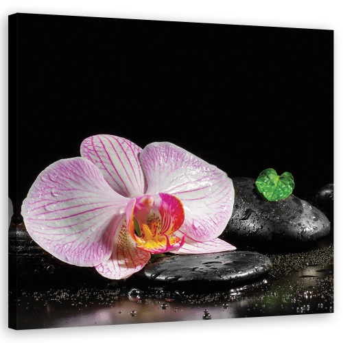 Obraz na plátně, Kvetoucí orchidej zen
