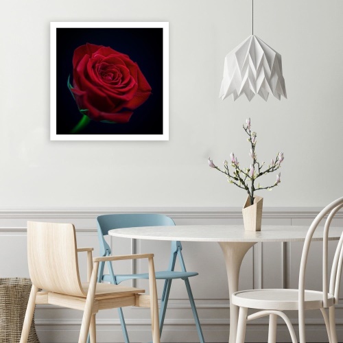 Obraz na plátně Červená růže Květina