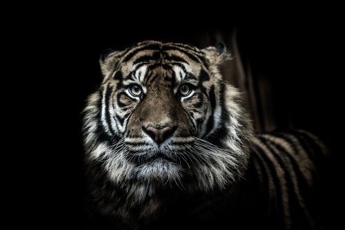 Fototapeta tiger