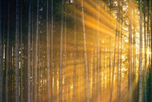 Obraz slnko za stromami