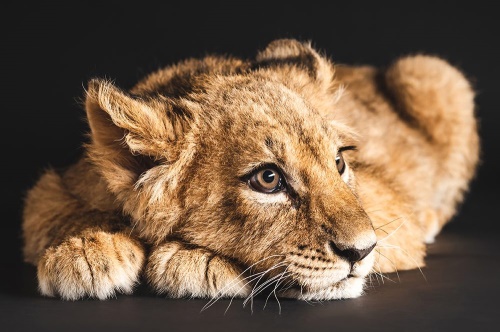 Samolepiaca fototapeta mláďa leva