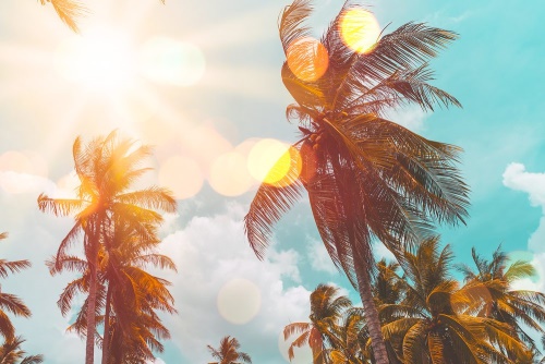 Obraz lúče slnka medzi palmami