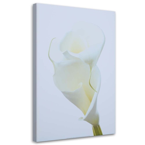 Obraz na plátně Květiny Callas Příroda Bílá