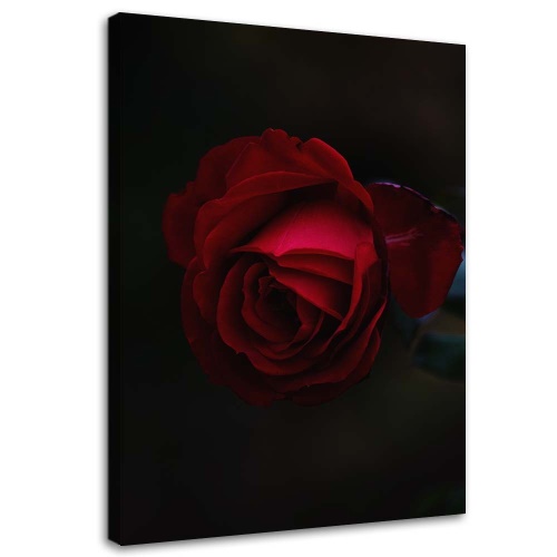 Obraz na plátně Červená růže Květina Příroda