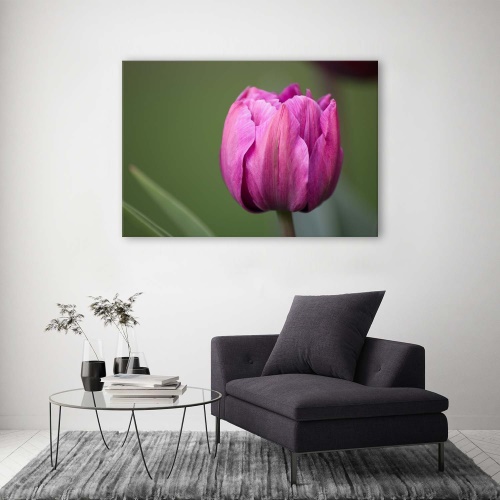 Obraz na plátně Fialový květ tulipánu