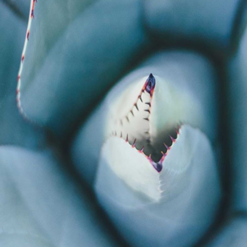 Ozdobný paraván Květy kaktusů
