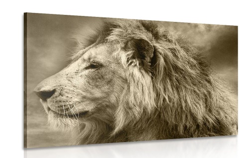 Obraz africký lev v sépiovom prevedení