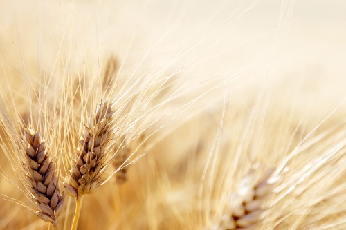 Samolepiaca fototapeta pšeničné pole