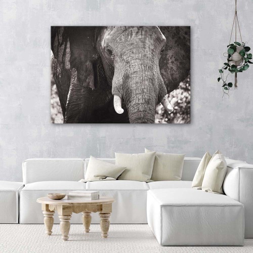 Obraz na plátně Slon Afrika černobílý