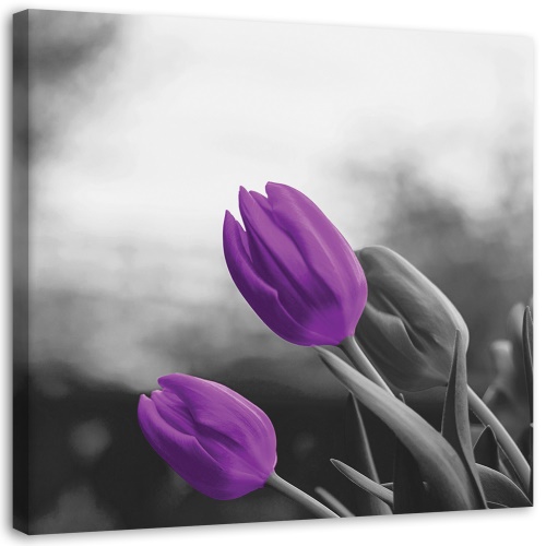 Obraz na plátně Květiny Fialové tulipány