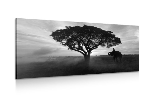Obraz slon pri východe slnka v čiernobielom prevedení