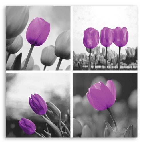 Obraz na plátně Sada fialových tulipánů