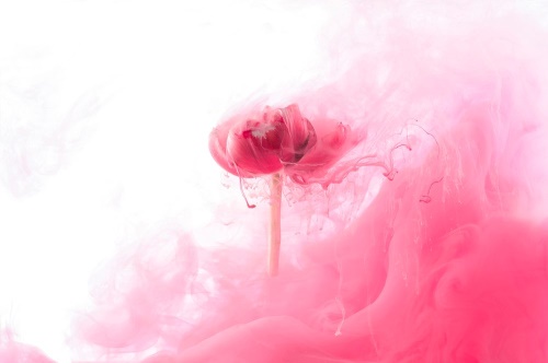 Samolepiaca tapeta ružový kvet v zaujímavom prevedení