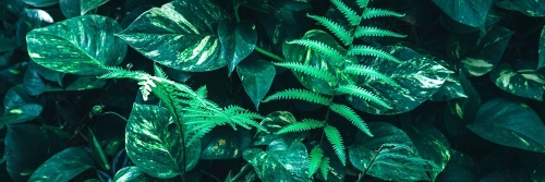 Obraz svieže tropické listy