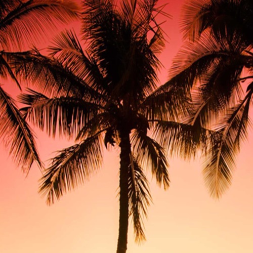 Ozdobný paraván Palm Beach Západ slunce