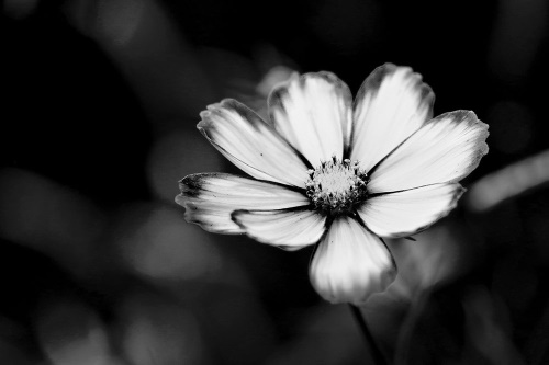 Samolepiaca fototapeta záhradný čiernobiely kvet krasuľky