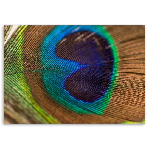 Obraz na plátně Ptačí pírko Peacock