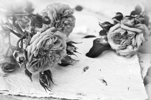 Samolepiaca fototapeta čiernobiele ruže v rozkvete
