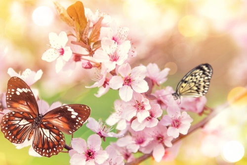 Obraz jarné kvety s exotickými motýľmi