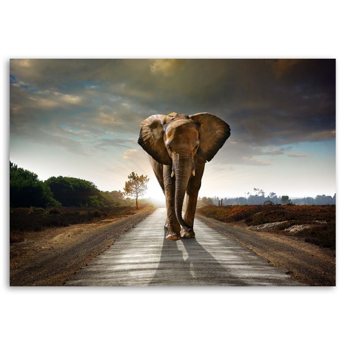 Obraz na plátně Slon na ulici Afrika Příroda