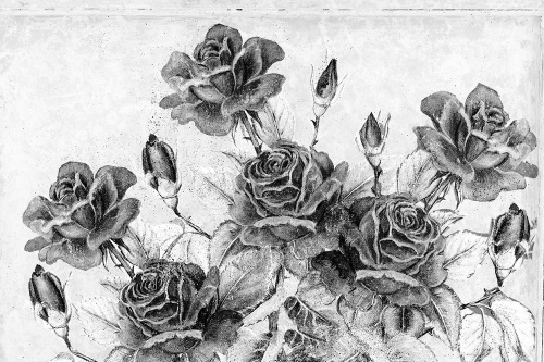 Samolepiaca tapeta čiernobiela vintage kytica ruží