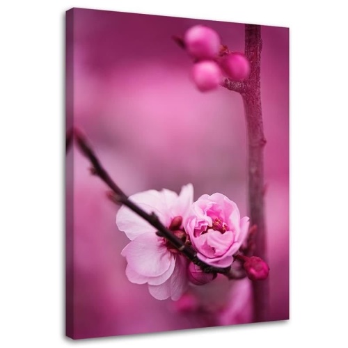 Obraz na plátně Růžový květ jabloně