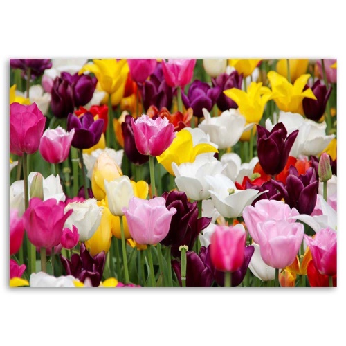 Obraz na plátně Barevné luční květy tulipánů