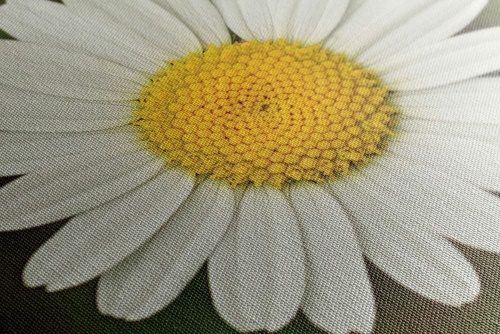 Obraz kvet margarétky