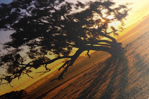 Obraz osamelý strom pri západe slnka