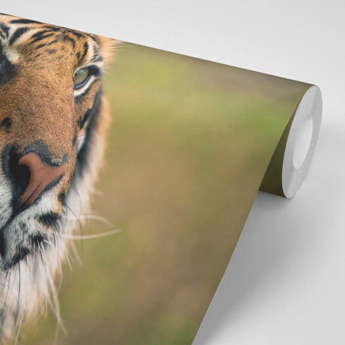 Samolepiaca fototapeta bengálsky tiger