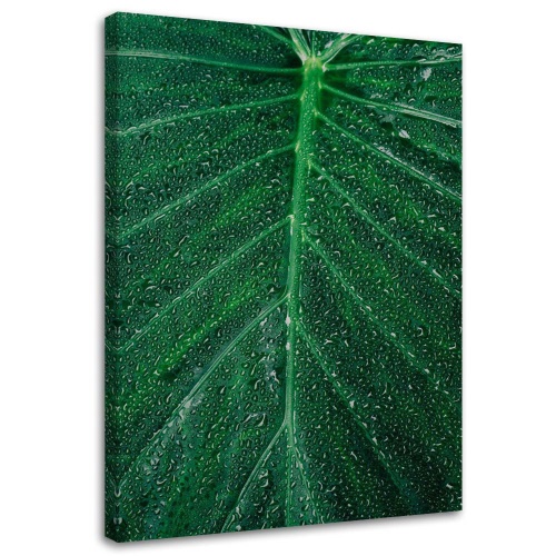 Obraz na plátně Listová rostlina Zelená příroda