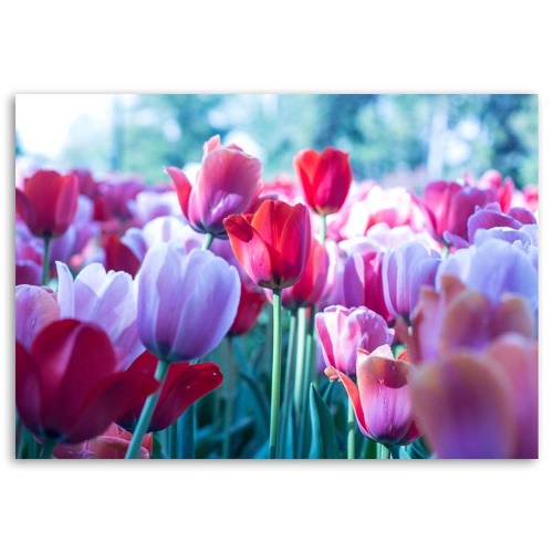 Obraz na plátně Tulipány Červený květ