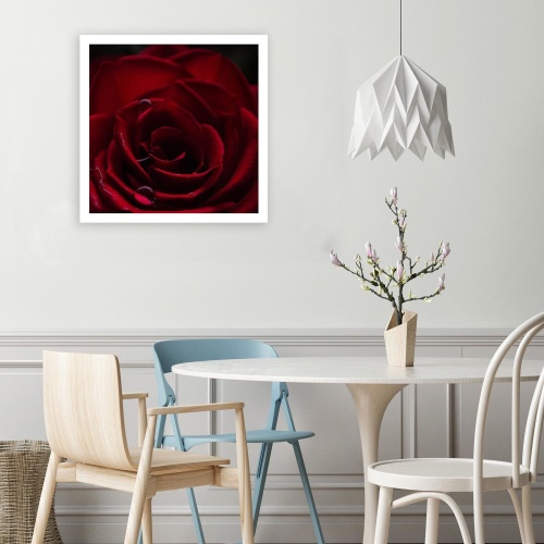Obraz na plátně Red Rose Nature