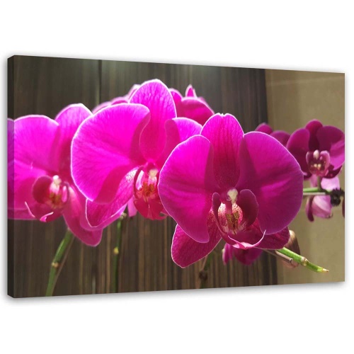 Obraz na plátně Zenová orchidej Růžový květ