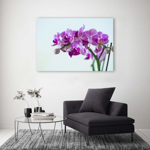 Obraz na plátně Růžové orchideje