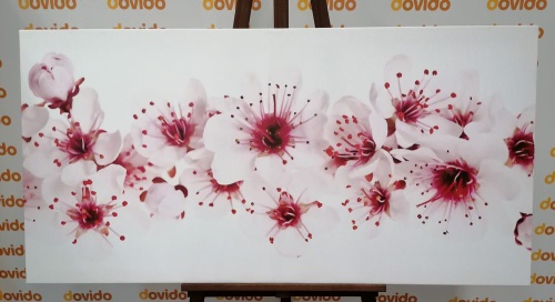 Obraz čerešňové kvety