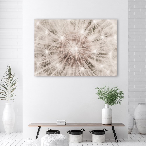 Obraz na plátně, Pampeliška květiny přírody makro
