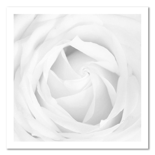 Obraz na plátně Bílá růže Květina Rostlina