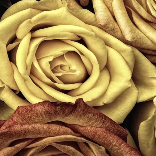 Ozdobný paraván Růže Květiny Žlutá
