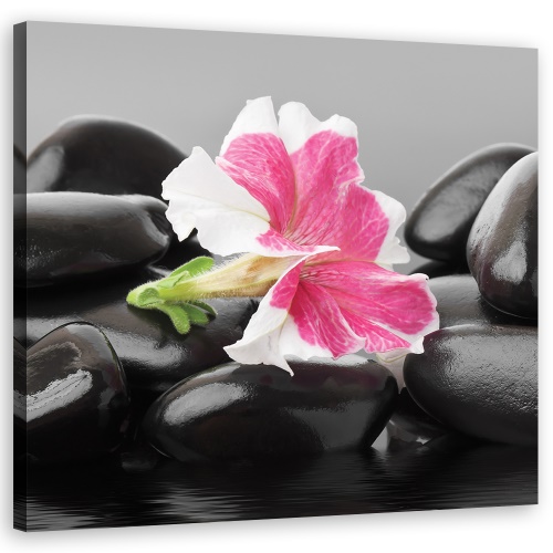Obraz na plátně, Růžový květ na zenových kamenech