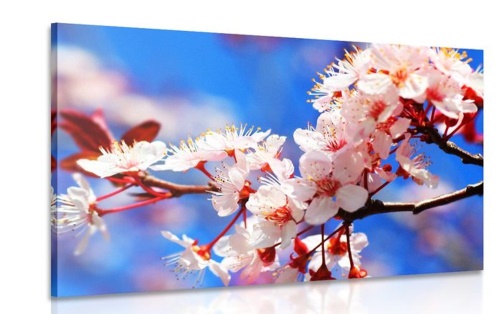 Obraz čerešňový kvet