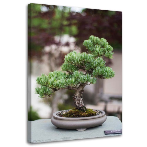Obraz na plátně Bonsai strom Rostlina Příroda